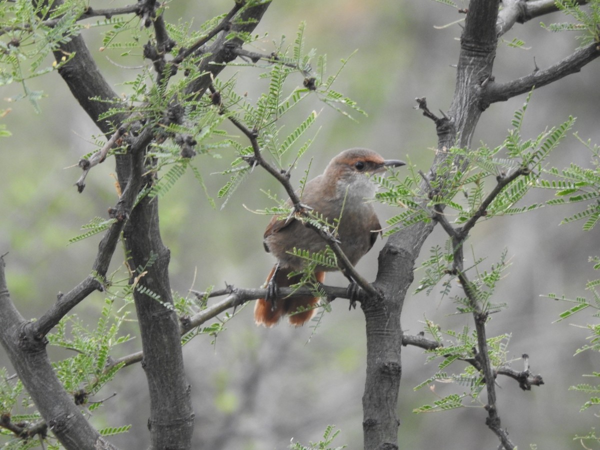 Chaco Earthcreeper - ML646664383