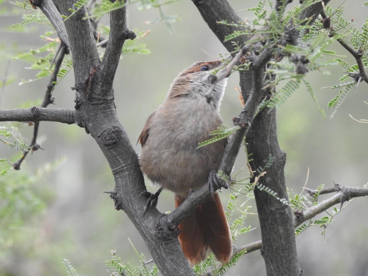 Chaco Earthcreeper - ML646664384