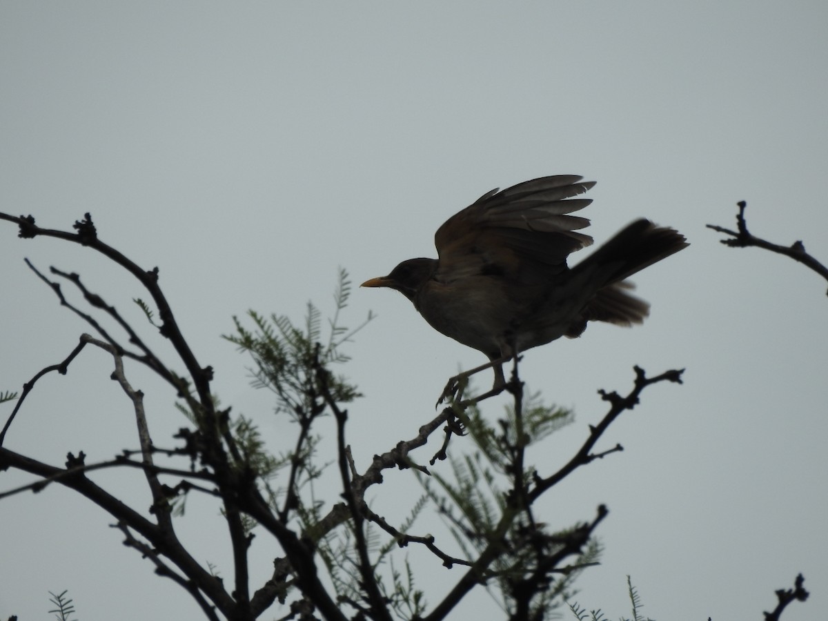 Chaco Earthcreeper - ML646664385