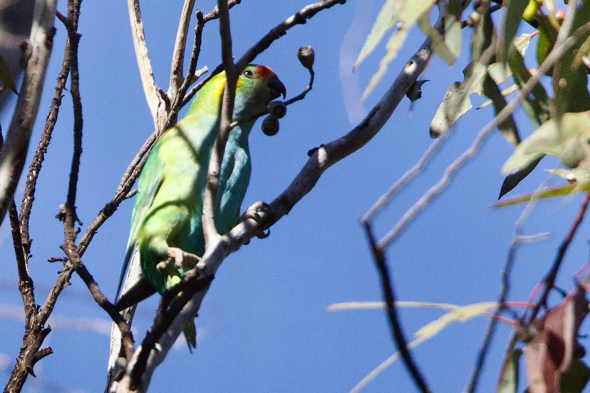 Purple-crowned Lorikeet - ML646664386