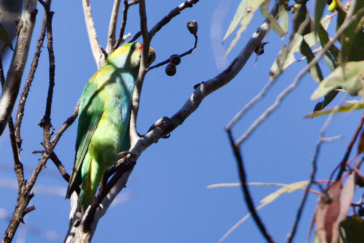 Purple-crowned Lorikeet - ML646664387