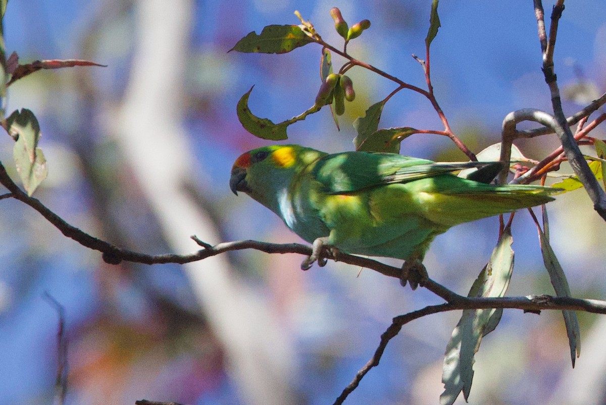 Purple-crowned Lorikeet - ML646664388