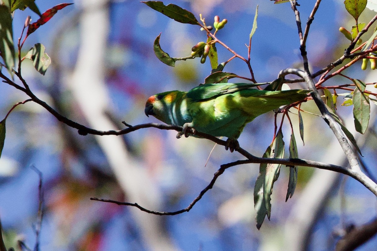 Purple-crowned Lorikeet - ML646664389