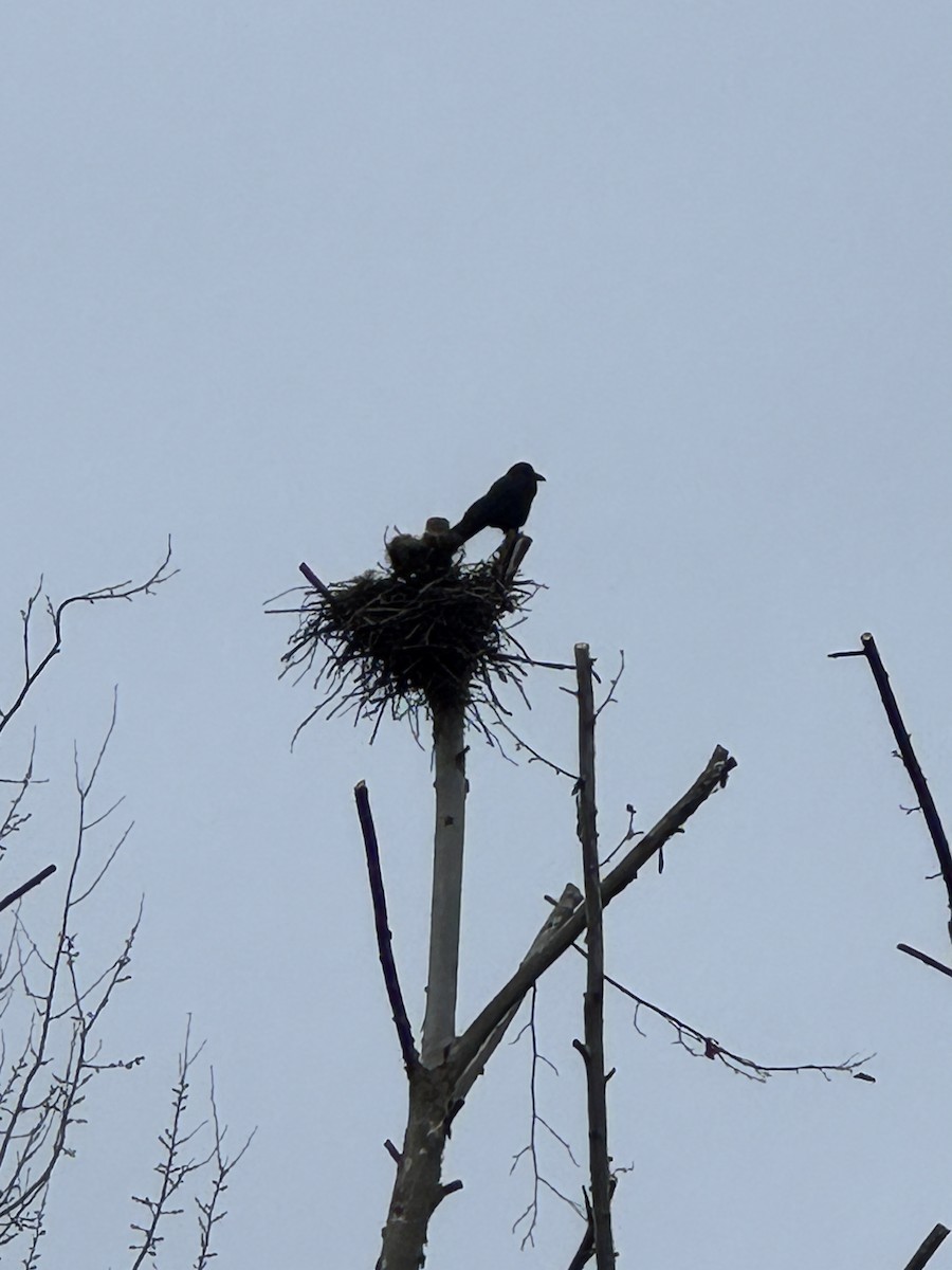 Large-billed Crow (Large-billed) - ML646664390