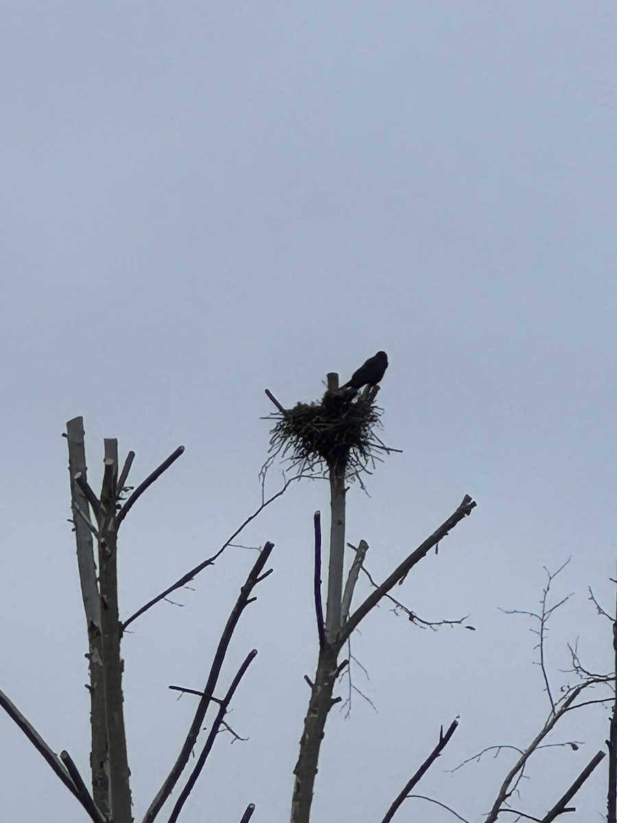 Large-billed Crow (Large-billed) - ML646664391