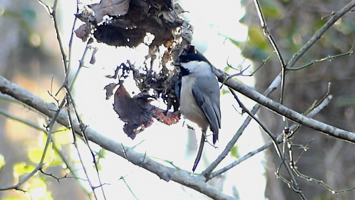 Carolina Chickadee - ML646664392