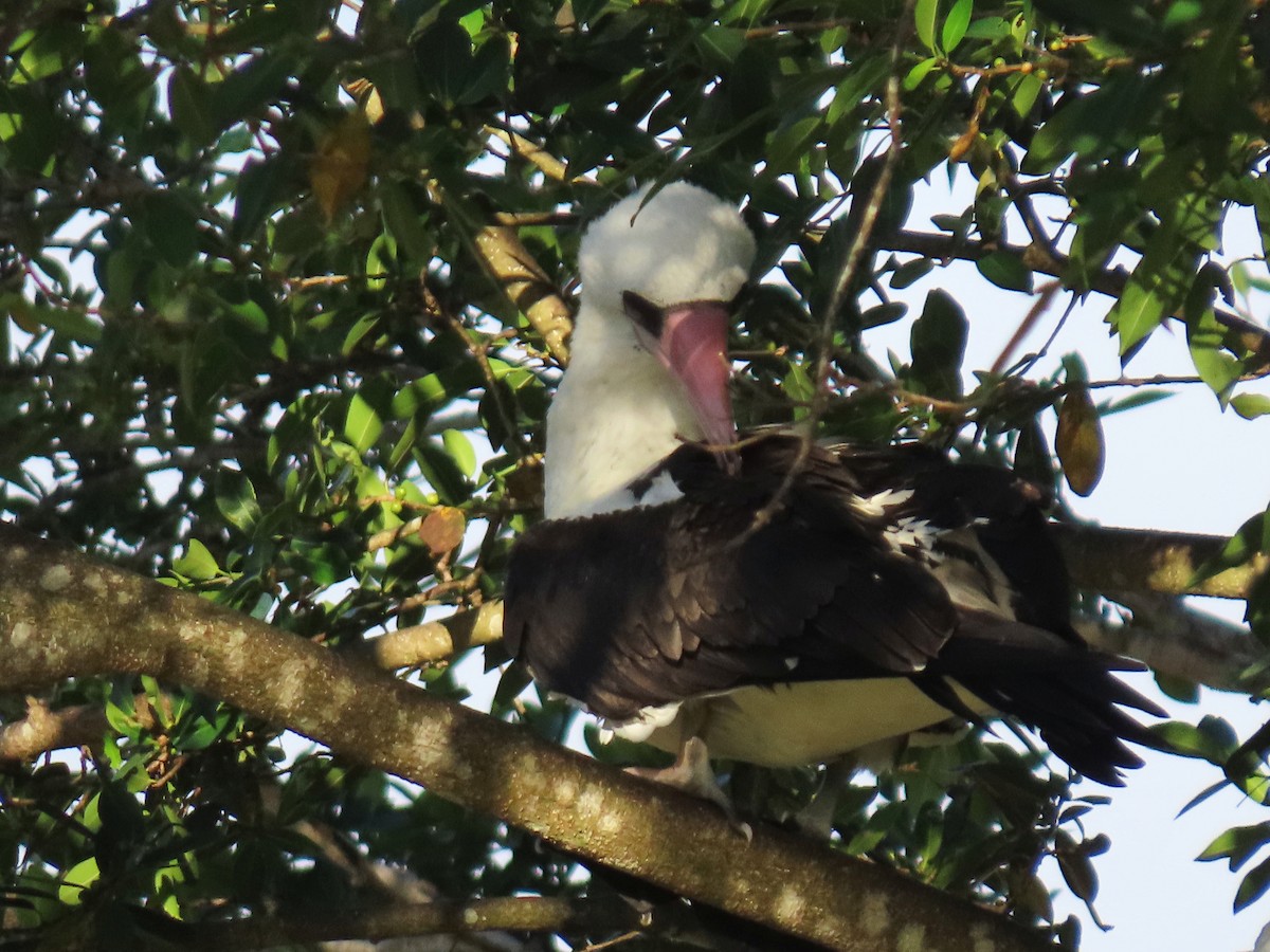Piquero de Abbott - ML646664393