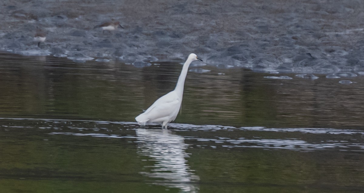 Snowy Egret - ML646664394