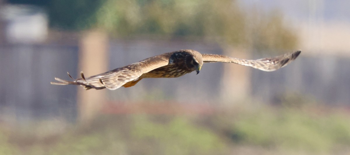 Mirotz zuri iparramerikarra - ML646664398