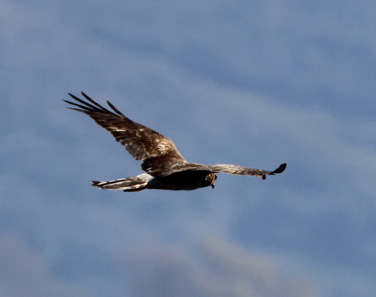 Mirotz zuri iparramerikarra - ML646664400