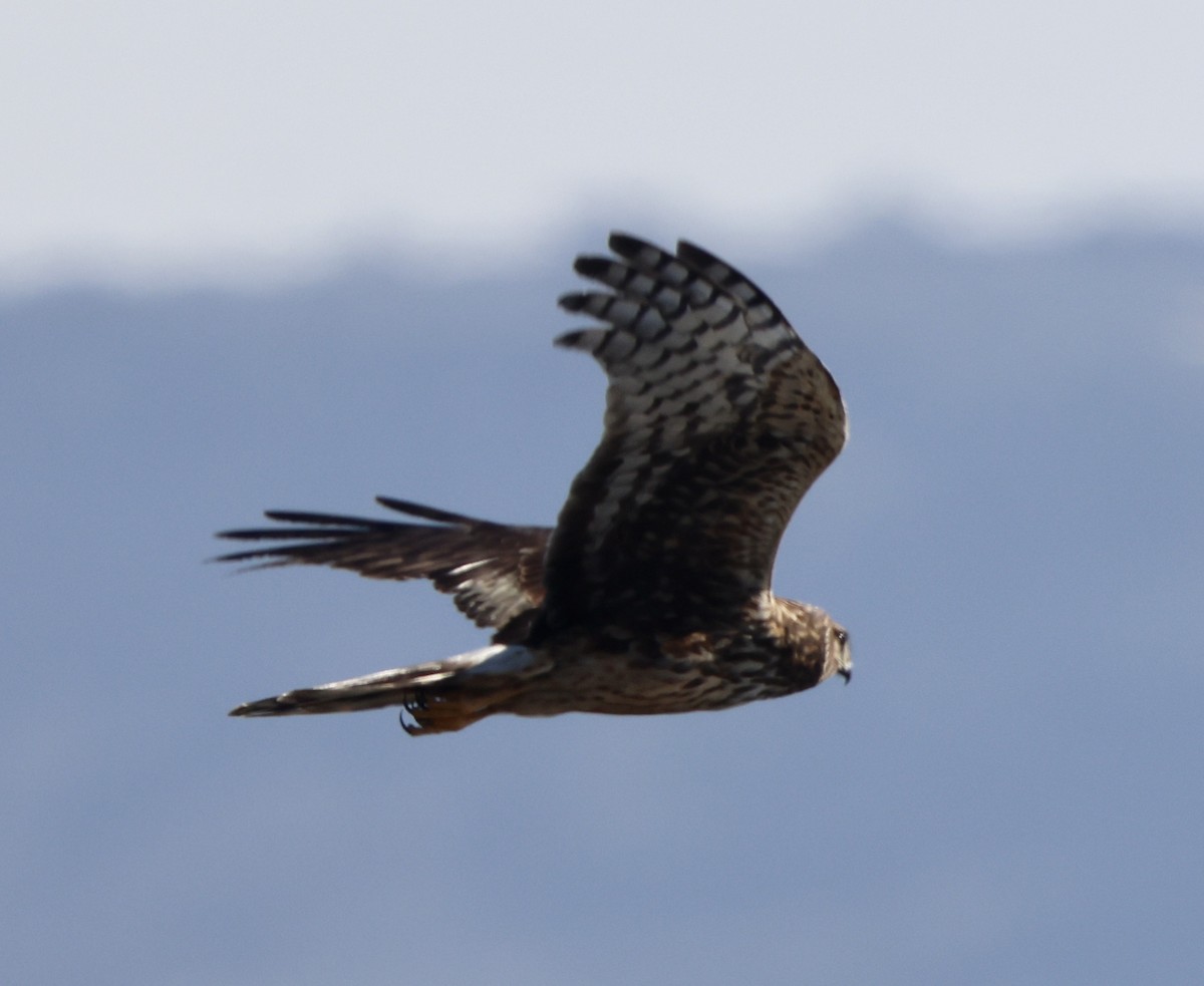 Mirotz zuri iparramerikarra - ML646664401