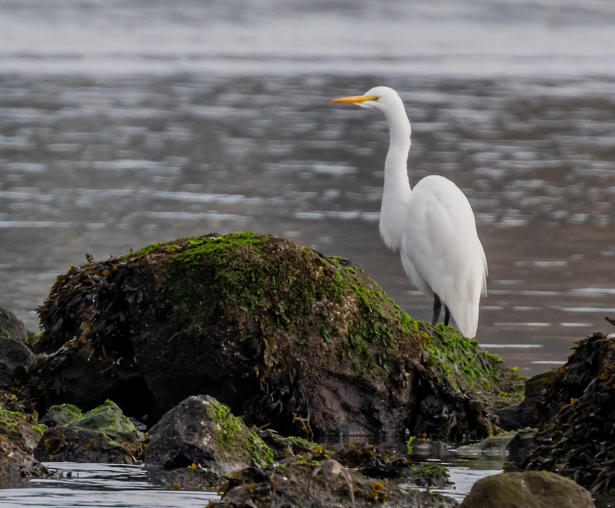 Great Egret - ML646664402