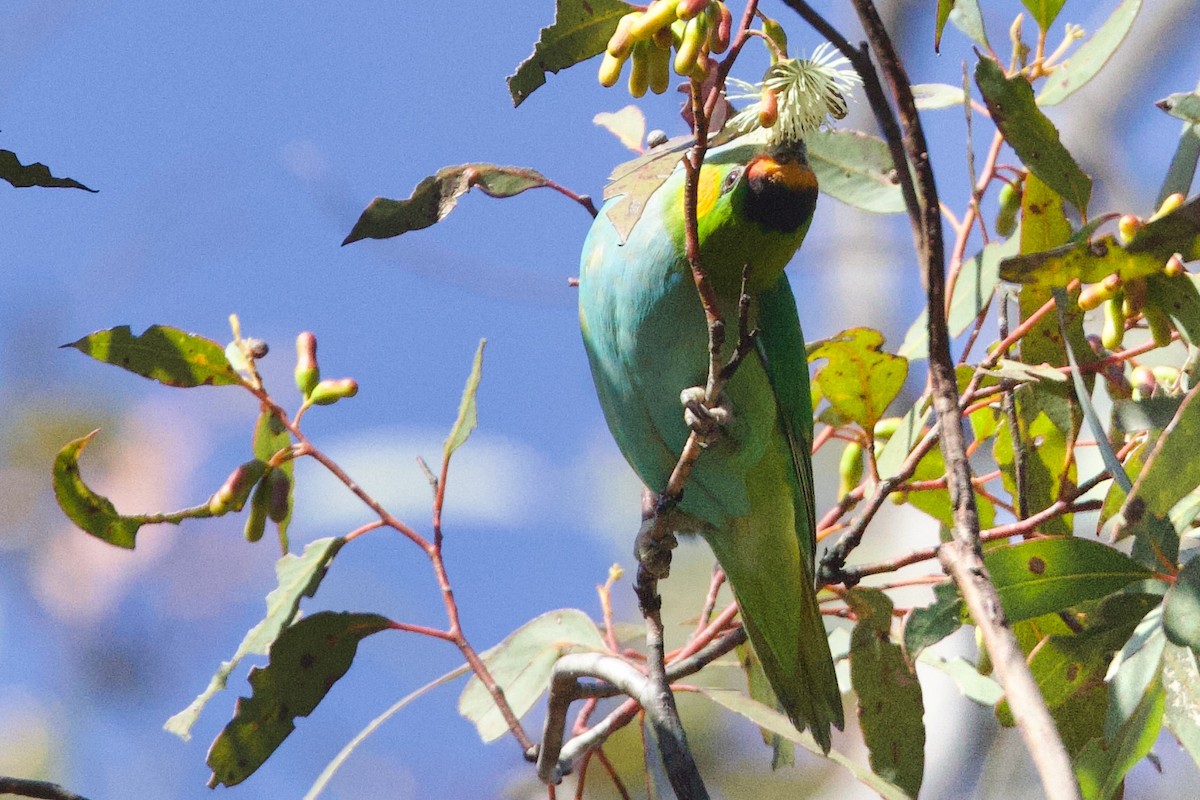 Purple-crowned Lorikeet - ML646664407