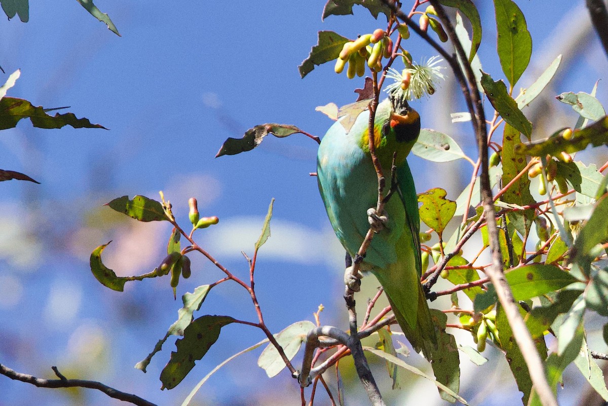 Purple-crowned Lorikeet - ML646664408