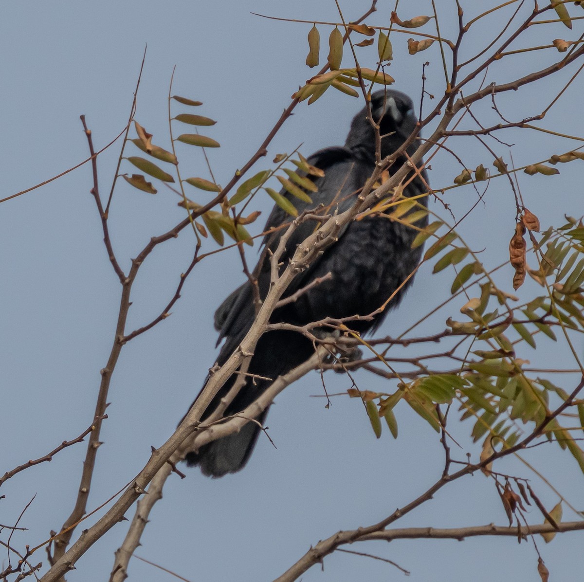 American Crow - ML646664411