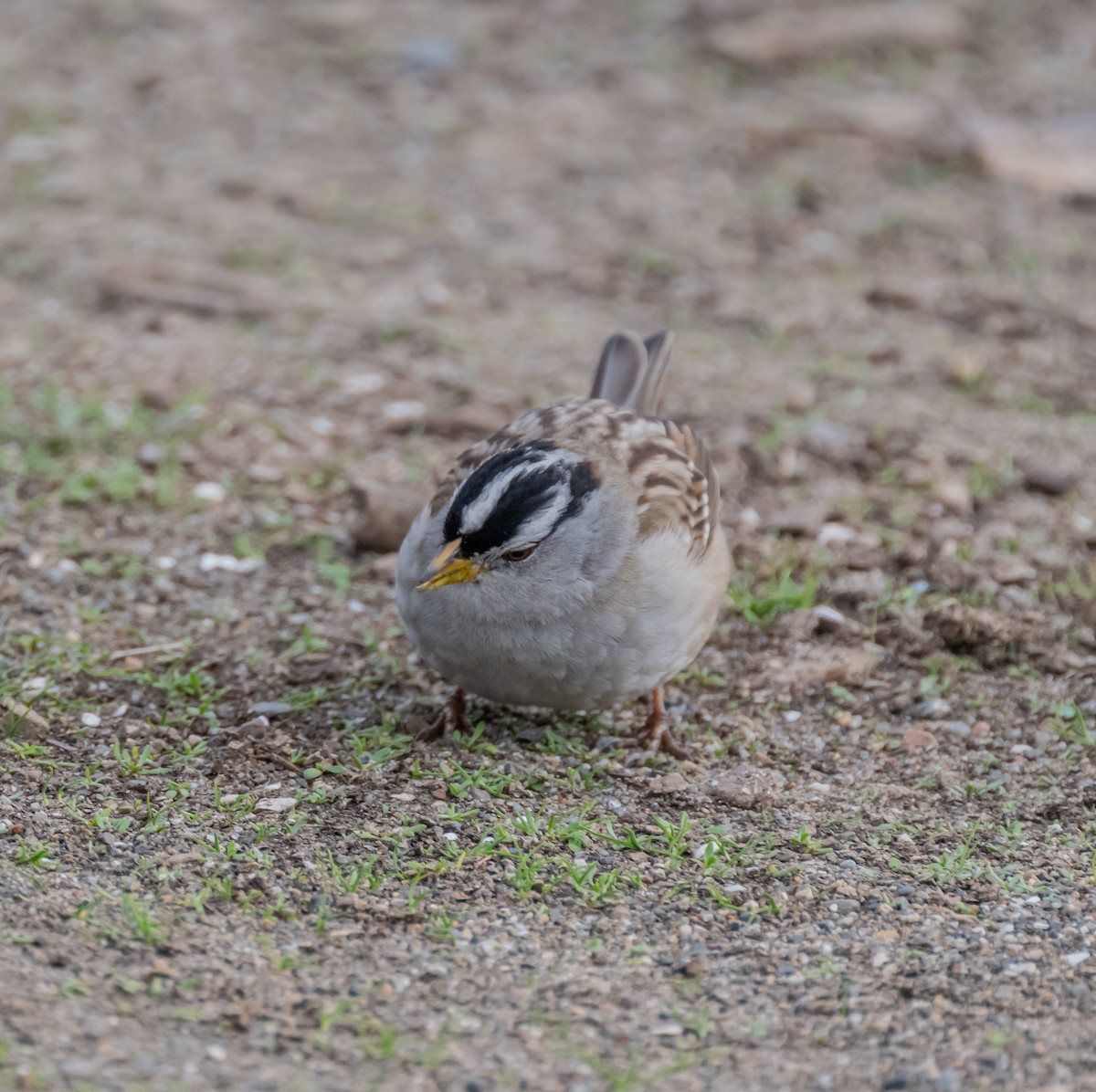 White-crowned Sparrow - ML646664413