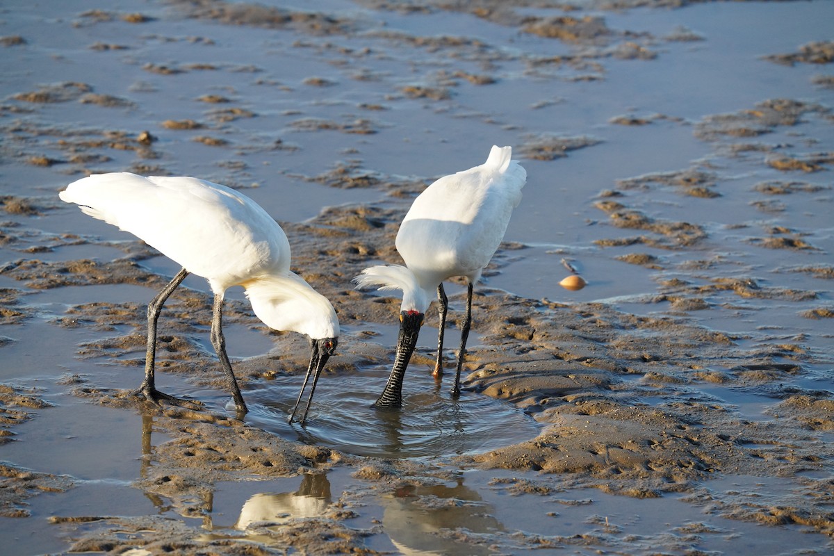 Royal Spoonbill - ML646664414