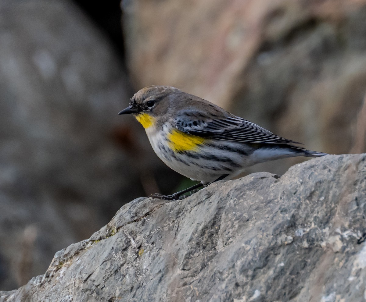 Yellow-rumped Warbler - ML646664415
