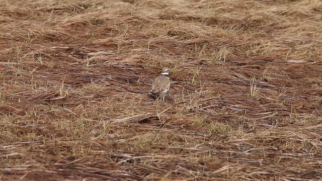 Chorlitejo Culirrojo - ML646664427