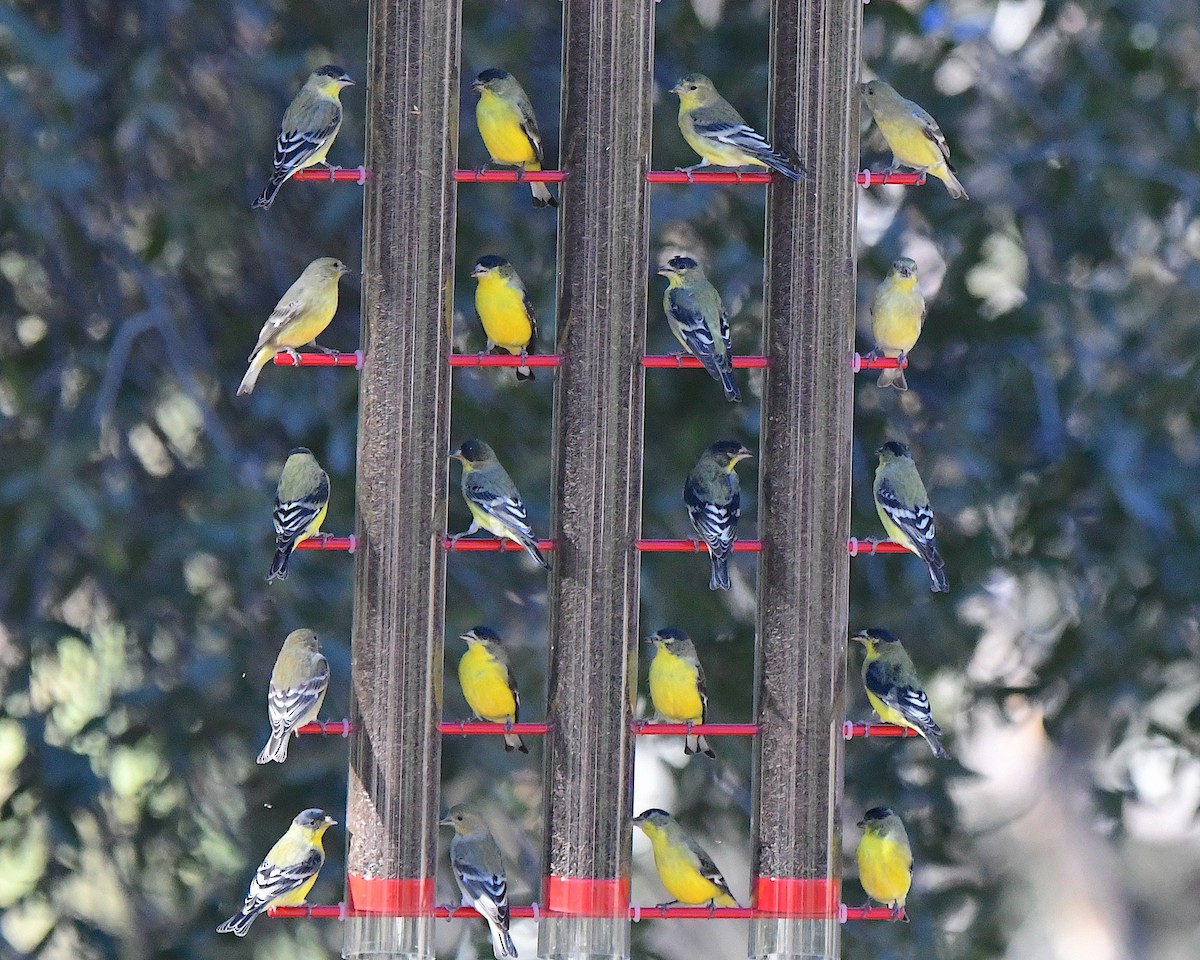 Lesser Goldfinch - ML646664428