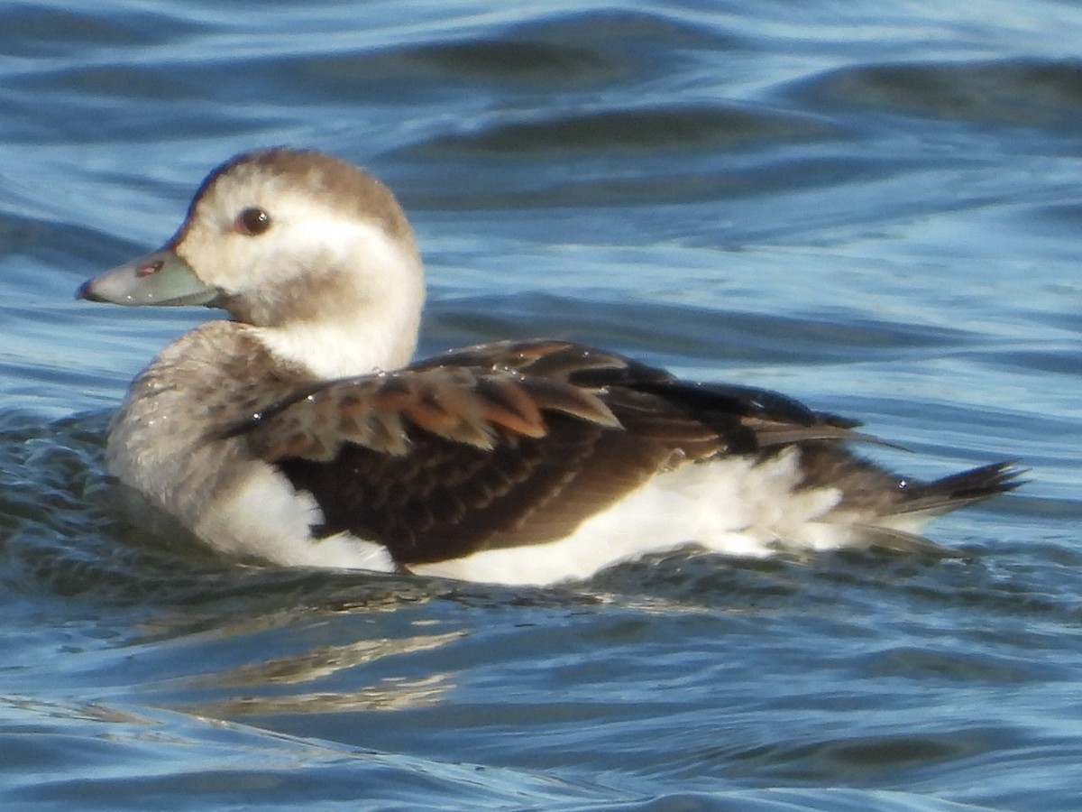 Moretta codona - ML646664430