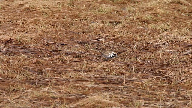 Chorlitejo Culirrojo - ML646664431