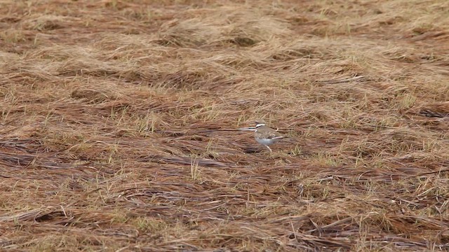 Chorlitejo Culirrojo - ML646664435