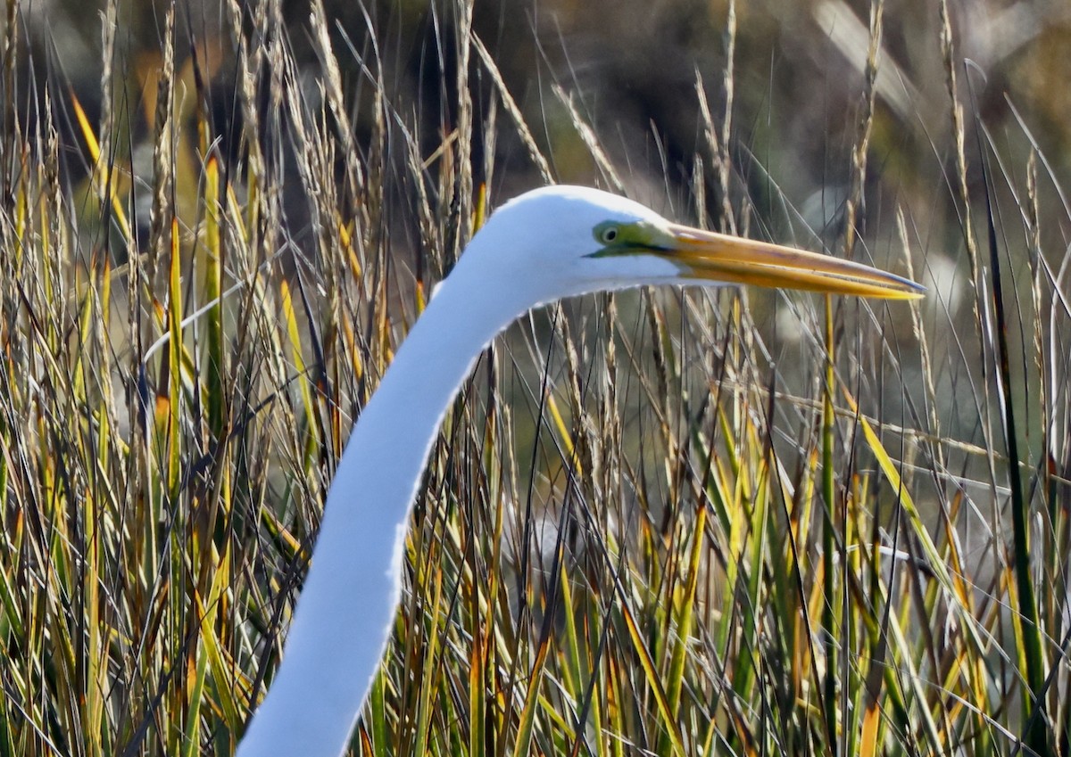 Koartza zuria - ML646664436