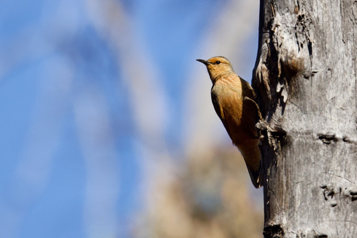 Rufous Treecreeper - ML646664437
