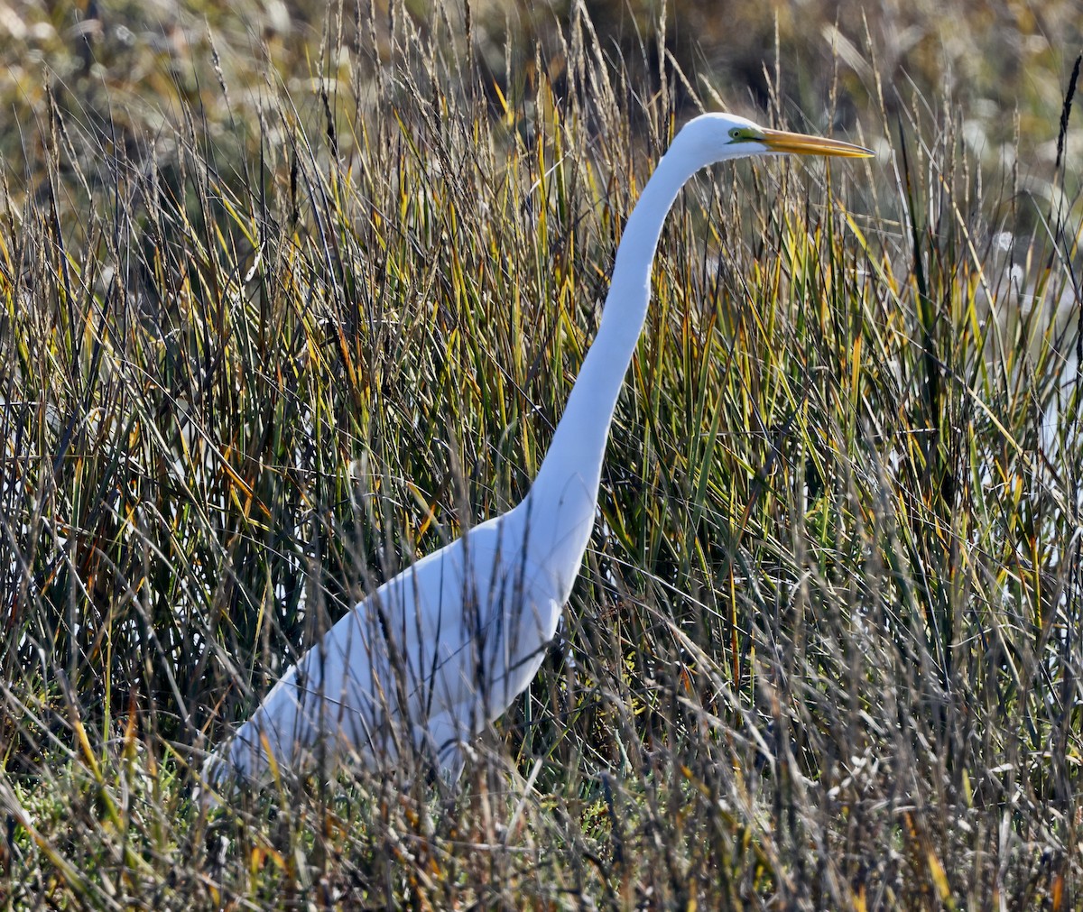 Koartza zuria - ML646664438