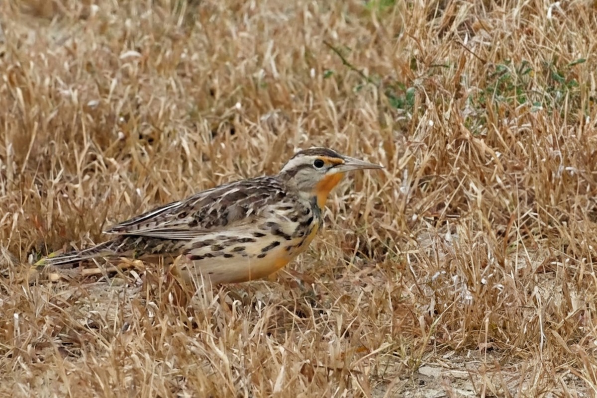 ニシマキバドリ - ML646664440