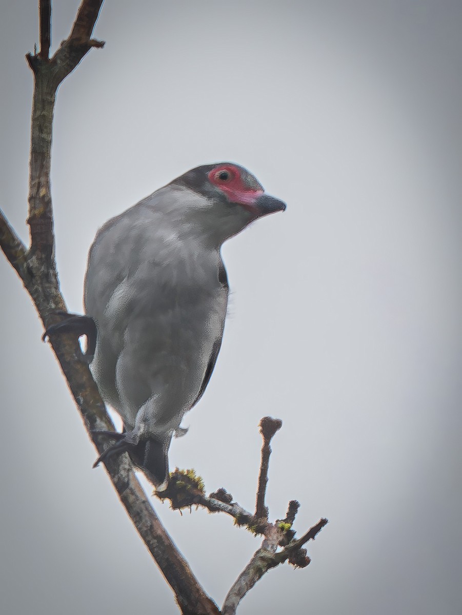 Masked Tityra - ML646664441