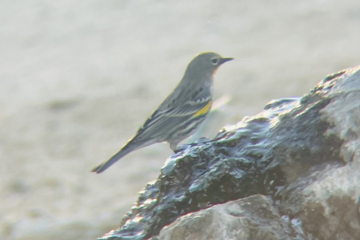Yellow-rumped Warbler - ML646664442