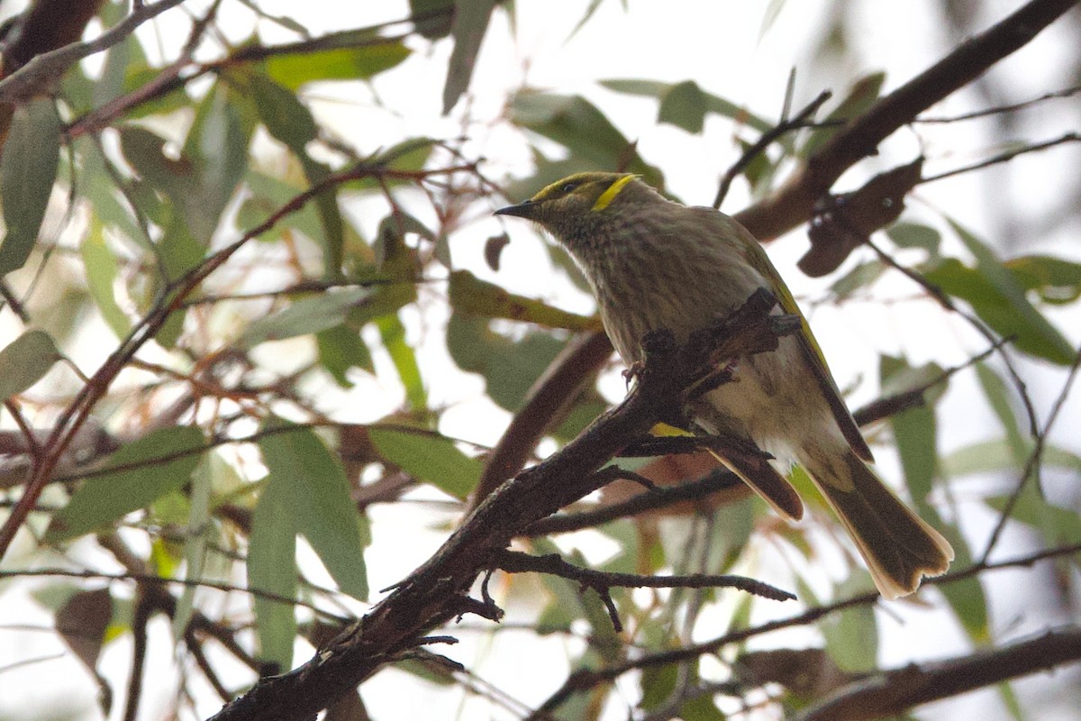 Yellow-plumed Honeyeater - ML646664444