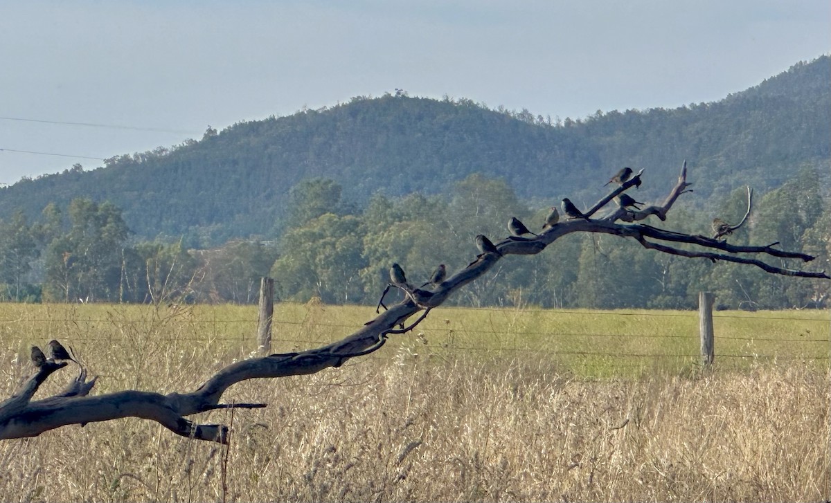 Red-browed Firetail - ML646664447