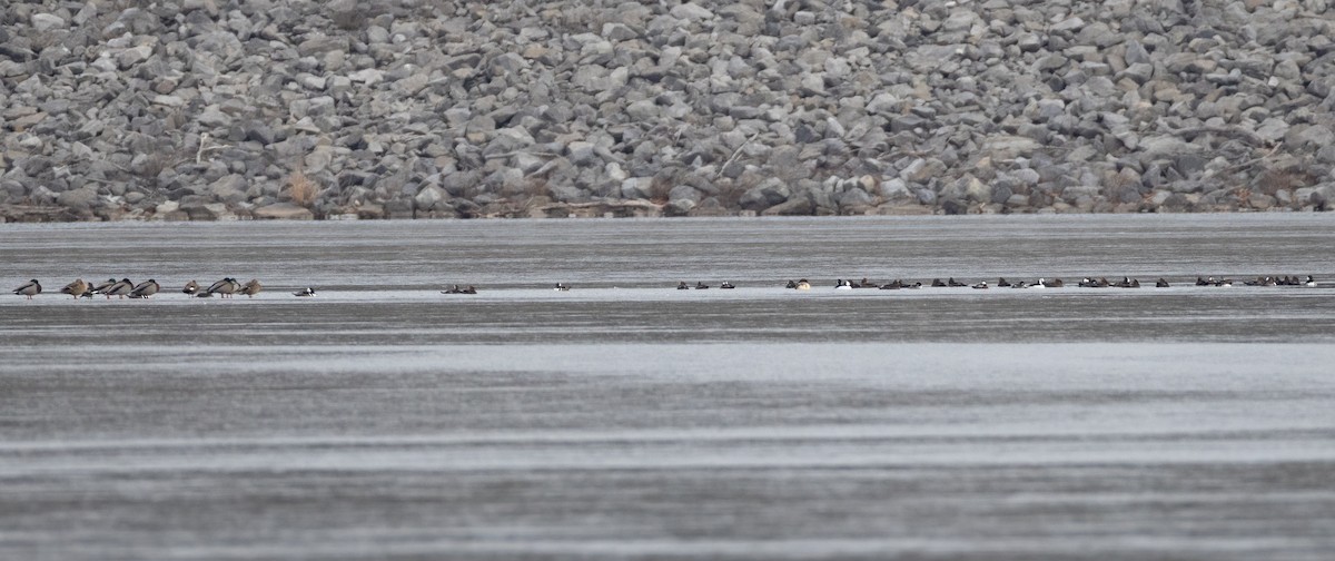 Капюшоновый крохаль - ML646664453