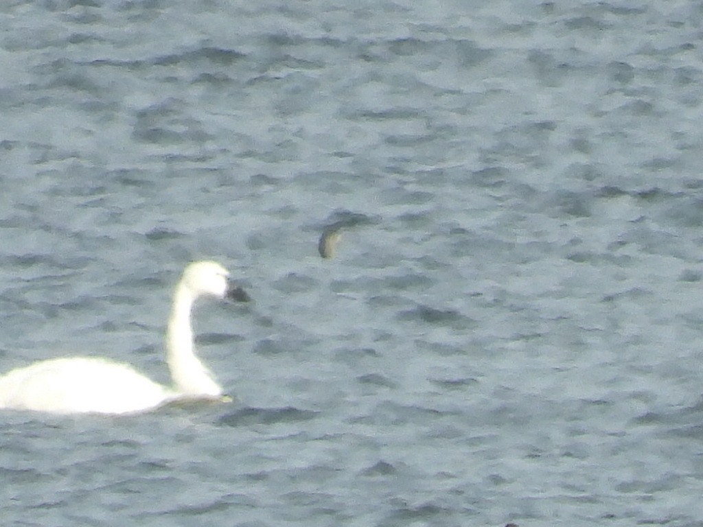 Strolaga minore - ML646664454