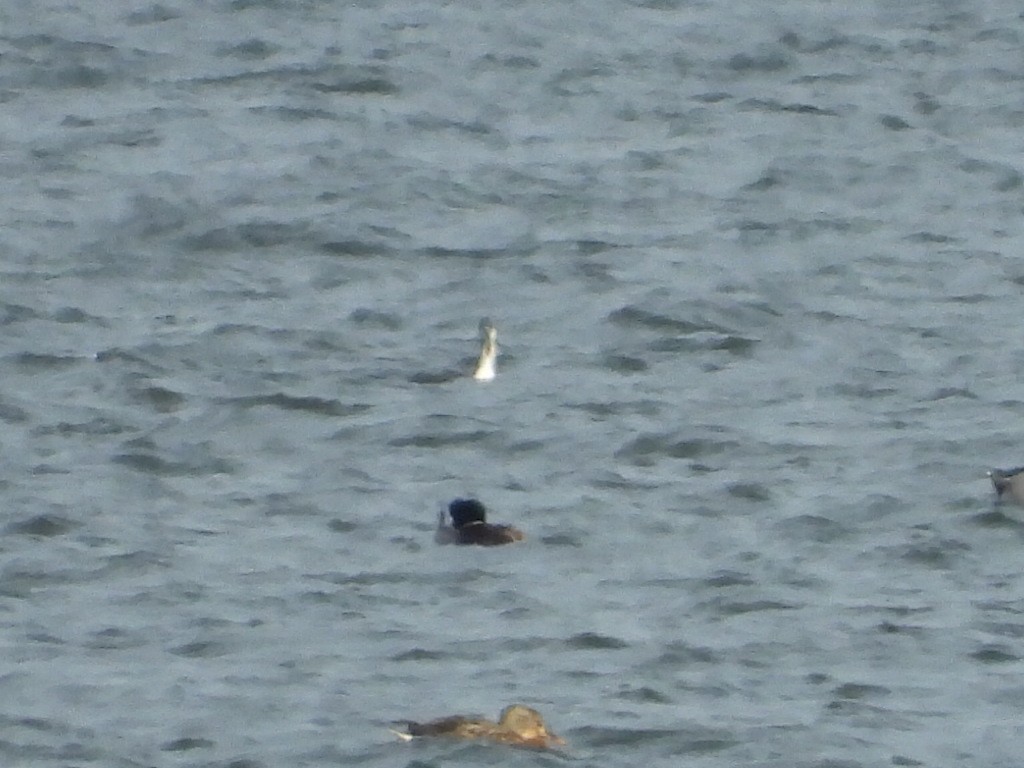 Strolaga minore - ML646664455