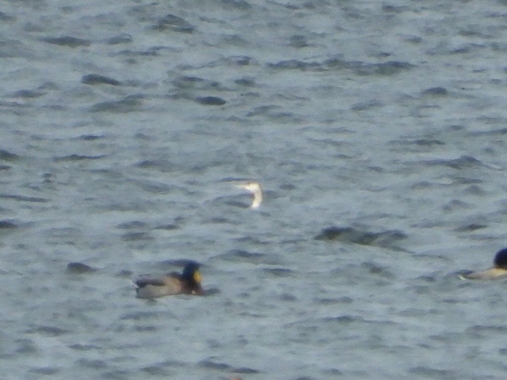 Strolaga minore - ML646664456