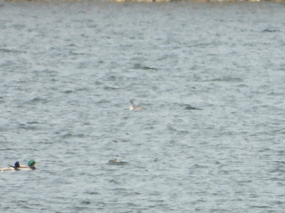 Strolaga minore - ML646664457