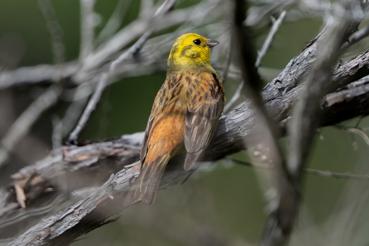 Escribano Cerillo - ML646664464