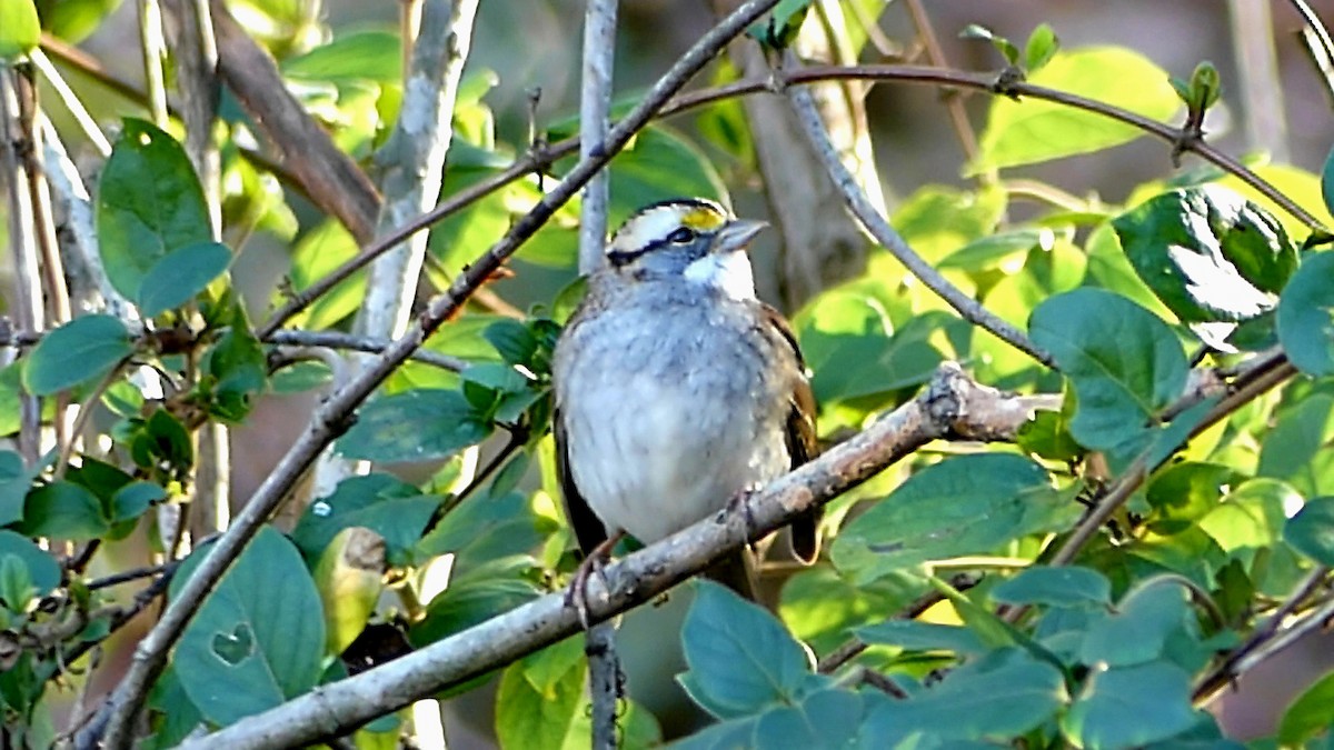 White-throated Sparrow - ML646664465