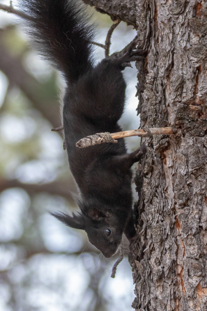 Abert's Squirrel - ML646664466