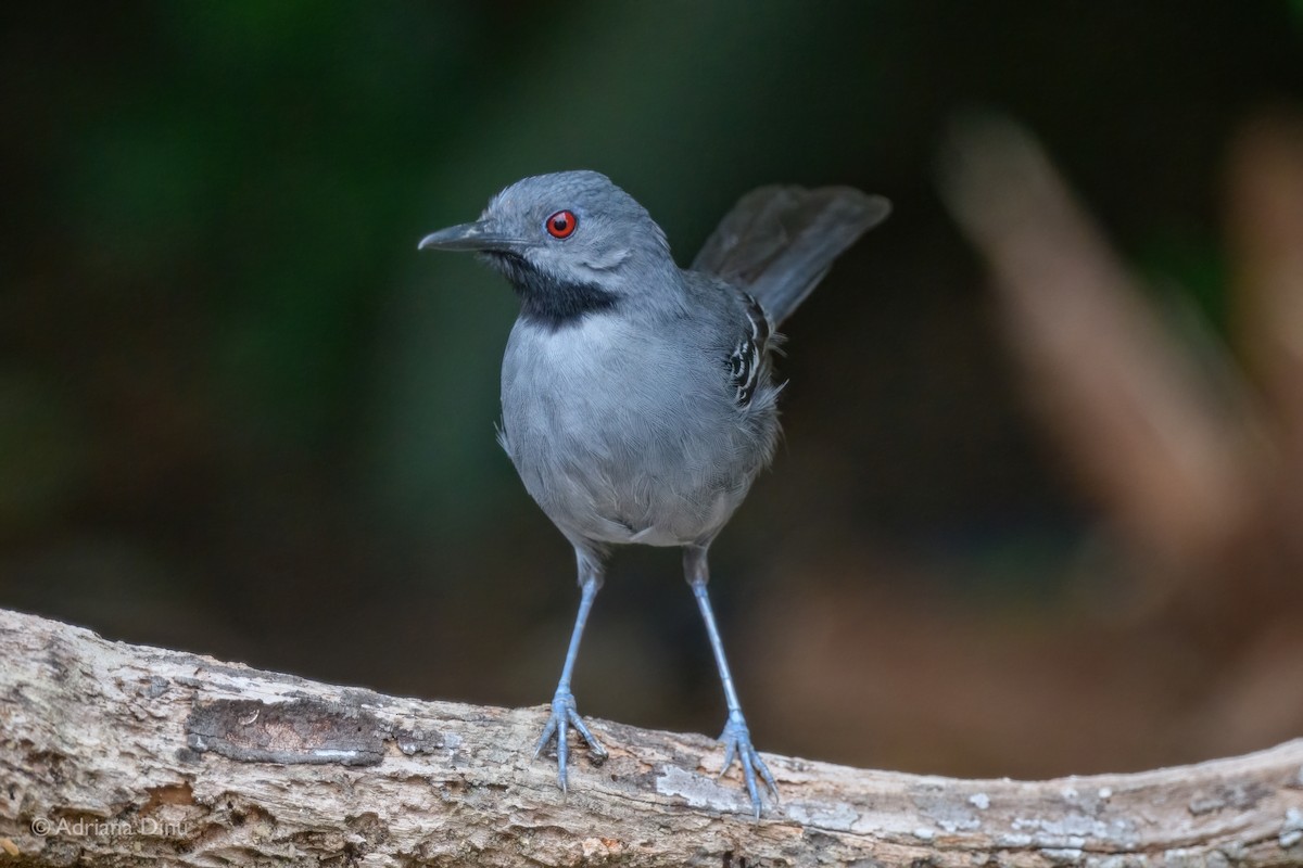 Slender Antbird - ML646664469