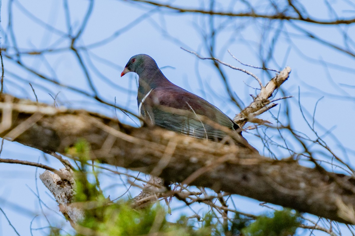 Yeni Zelanda Güvercini - ML646664471