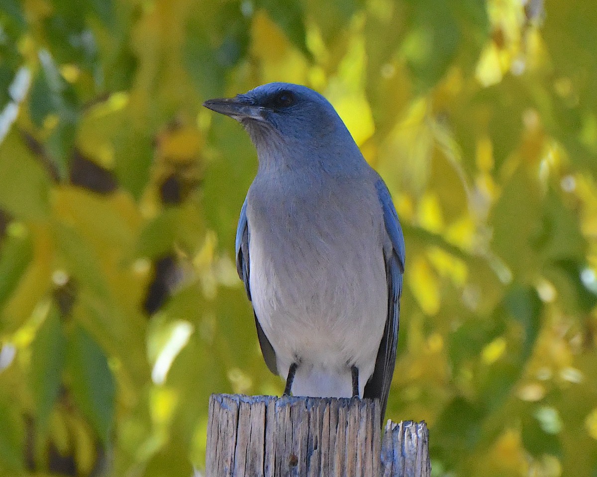 Mexican Jay (Arizona) - ML646664472