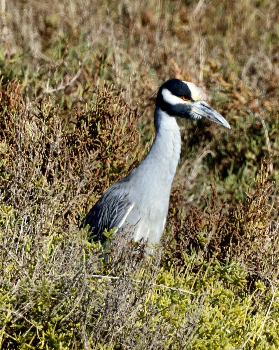 Yellow-crowned Night Heron - ML646664477