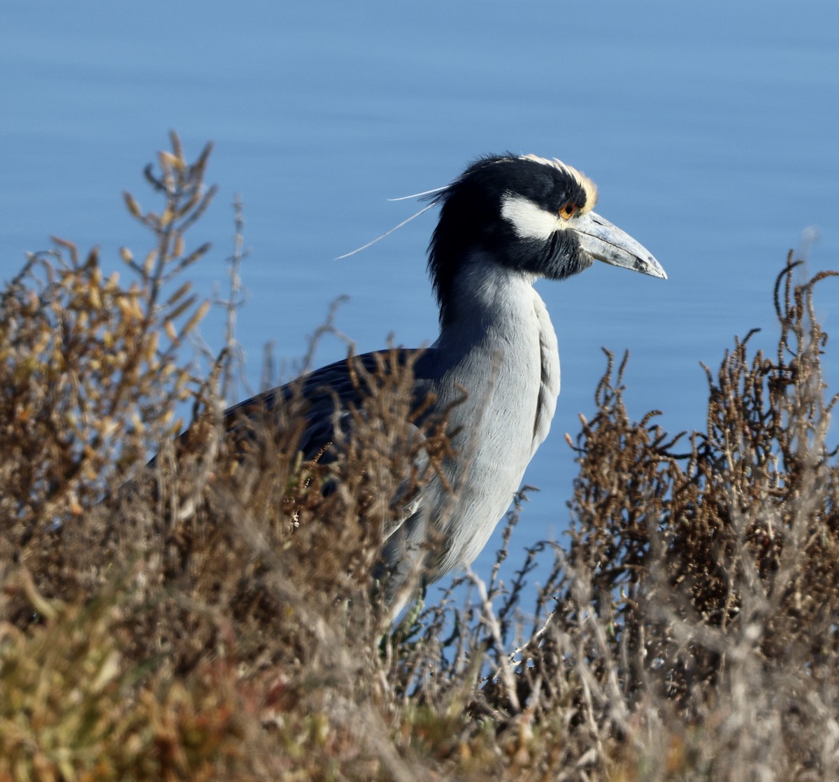 Yellow-crowned Night Heron - ML646664478