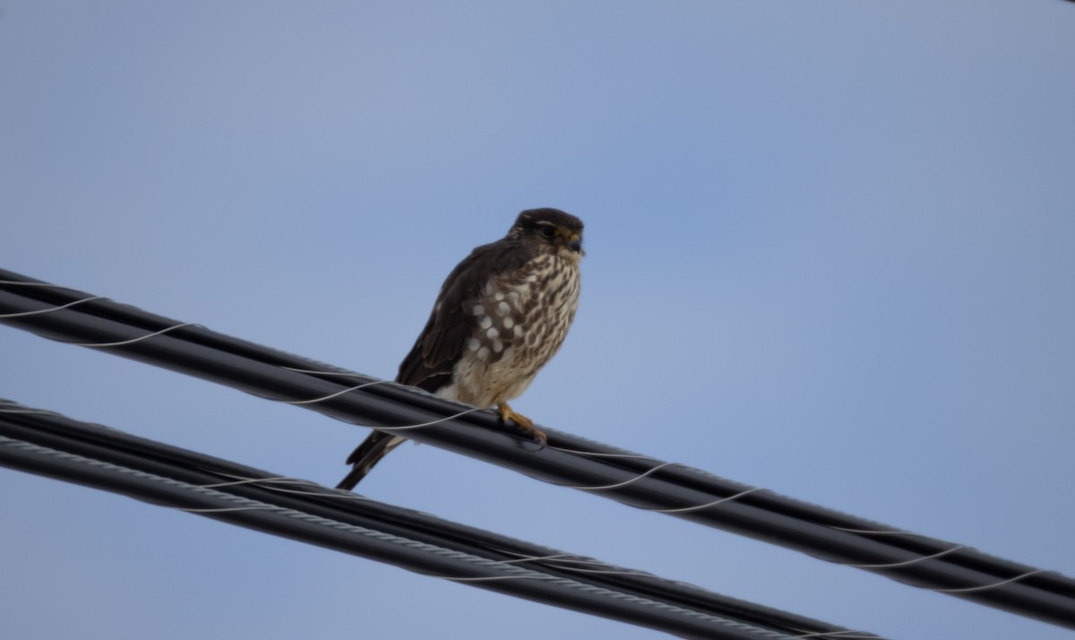 Дербник - ML646664481