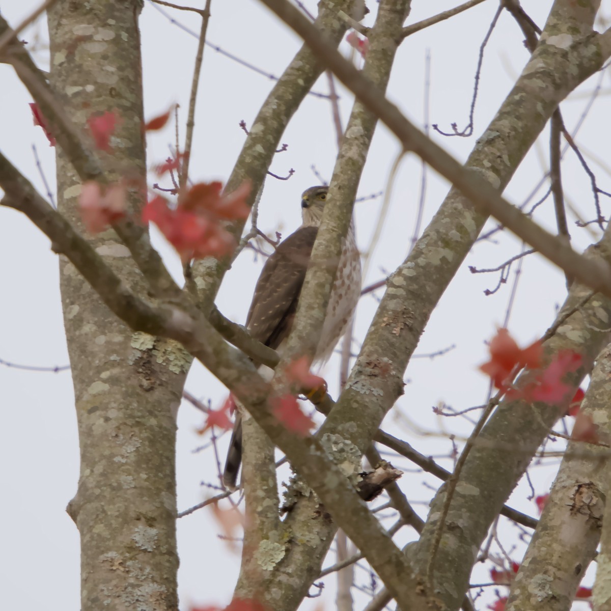 Cooper's Hawk - ML646664484